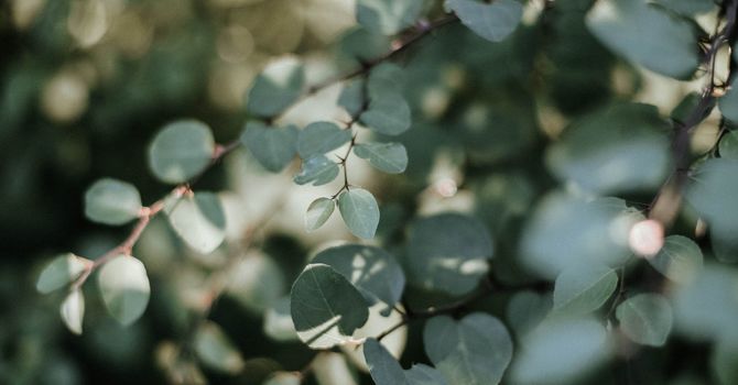 Naturopathic & Functional Medicine